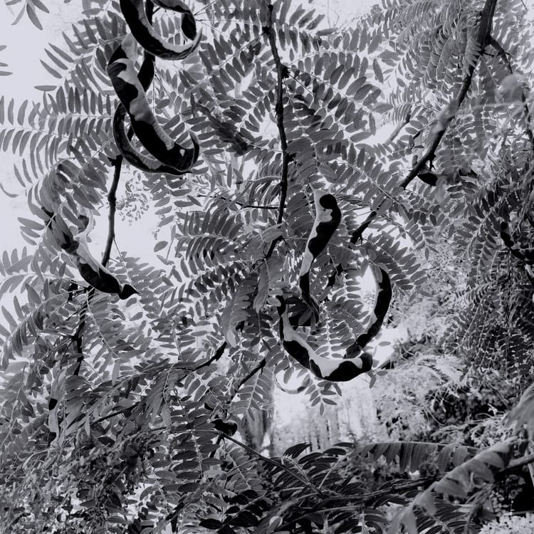 Interbeing, continuity and the present