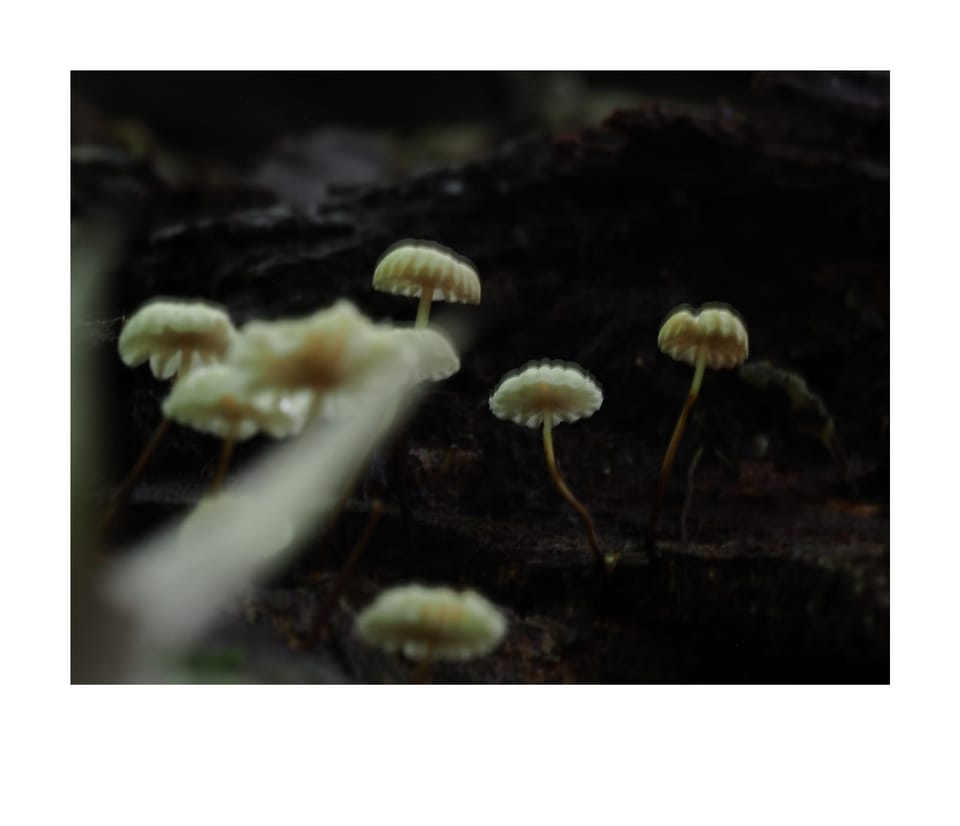 A Happy 🇨🇦 Thanksgiving!